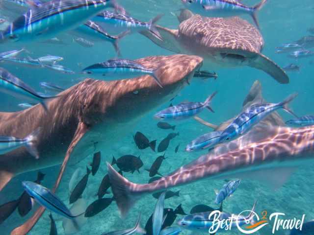 Nurse sharks and colourful fish at the surface.