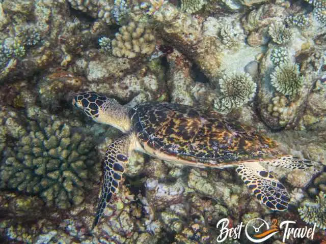 Sea Turtles at Turtle Reef in Dhigurah