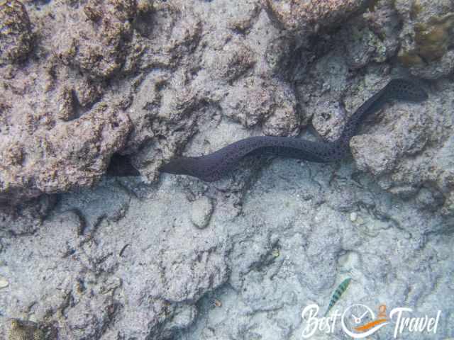 Two fighting moray eels.
