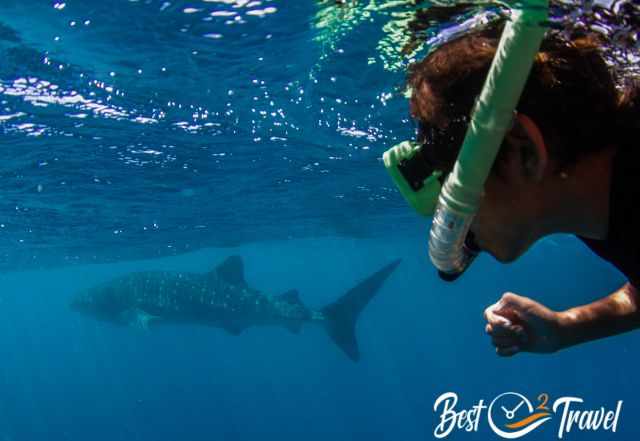 A snorkeler in front of a whale shark.