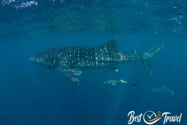 A whale shark and bristlenose catfishes