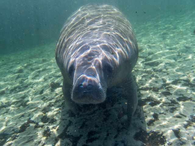 Manatee at the spring while snorkeling