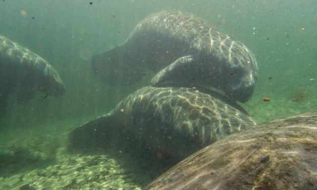 Four younger manatees in shallow water