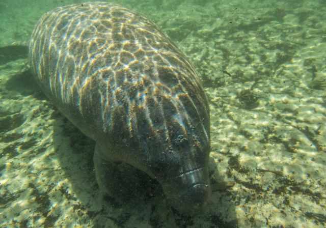 A manatee in front of me in the water