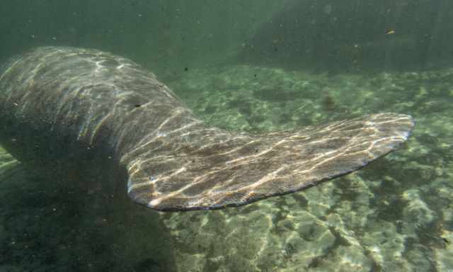 The elegant tale of a sea cow.