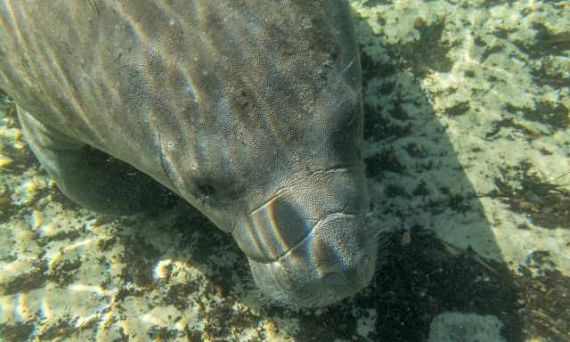 A manatee direct under me in crystal clear water