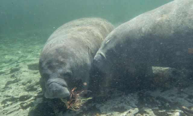 Manatees feeding