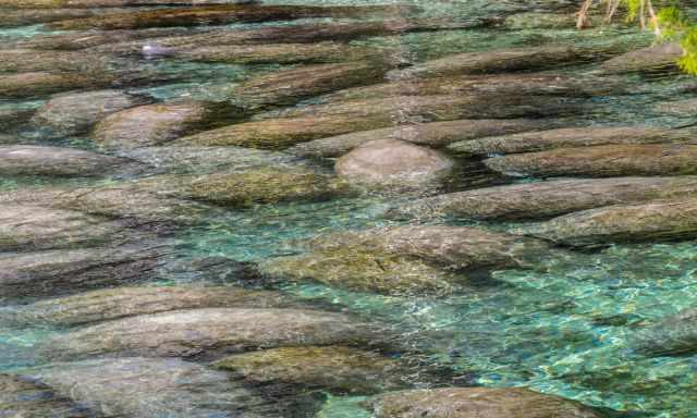 Hundreds of manatees in the crystal clear water