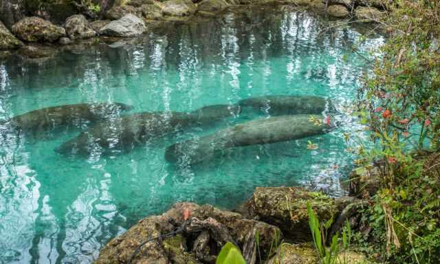 Several manatees in the channel