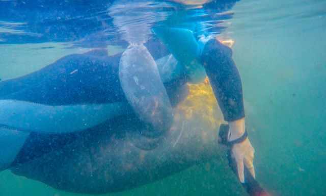 Me snorkeling and completely hugged by a manatee