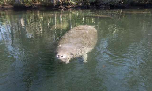 View to a manatee from the boat.