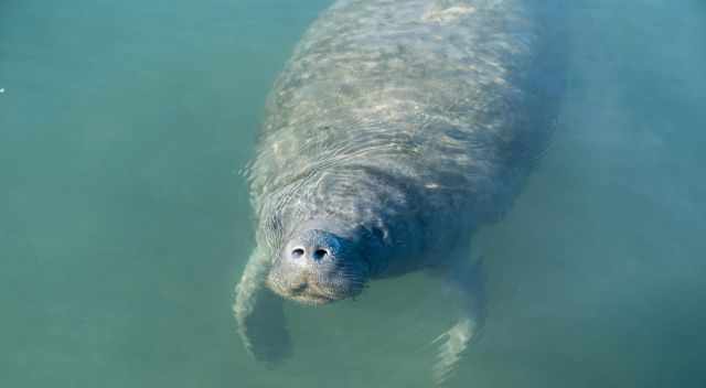 Manatee with half of the head out of the water.