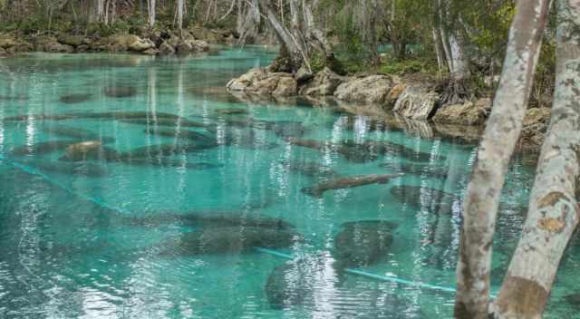 Manatees at on of the Crystal River Springs