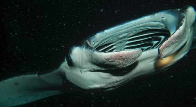 Manta Ray in the depth