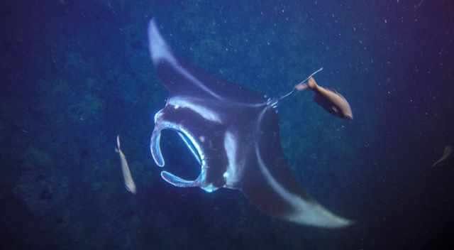 Manta Ray in the depth