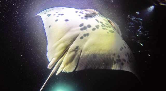 Manta Ray up close