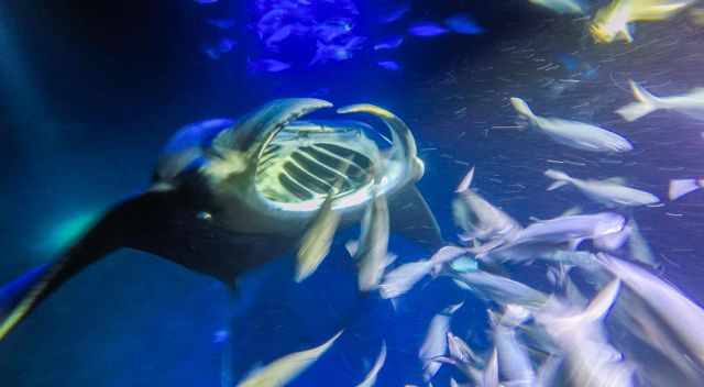 Manta Ray with wide open mouth
