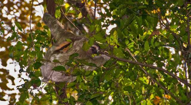 A sloth in the tree in Manuel Antonio National Park