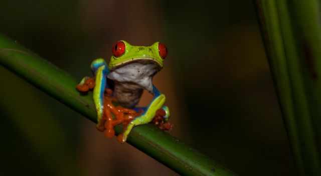 Red-eyed tree frog