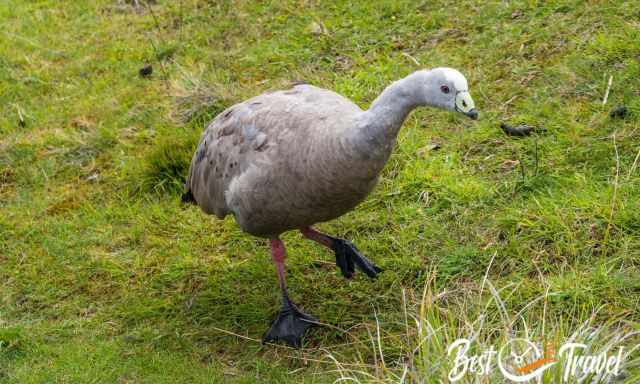 The introduced Cape Barren goose on Maria Island.