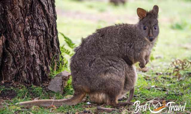 A pademelon on Maria Island