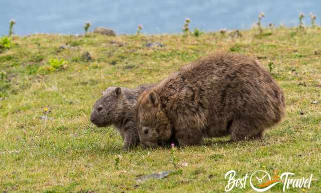 A wombat mom and her young one.