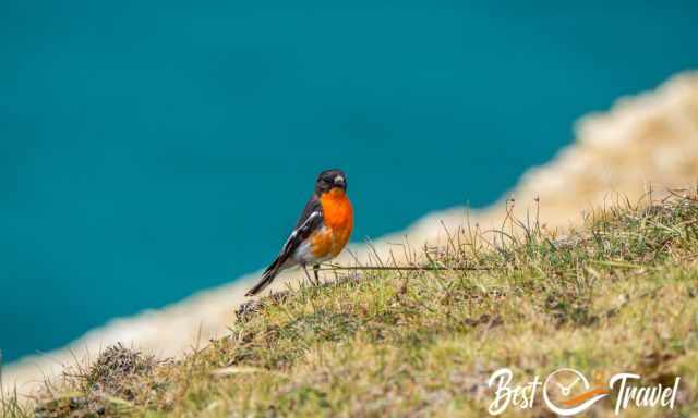 A orange bird at the coast