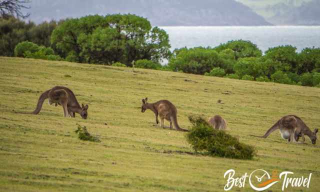 A group of kangaroos grazing.