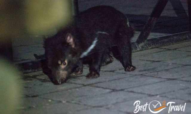 The nocturnal Tasmanian devil in our campground.