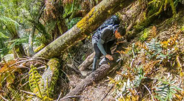 Fallen tree on the Marriott Falls trail