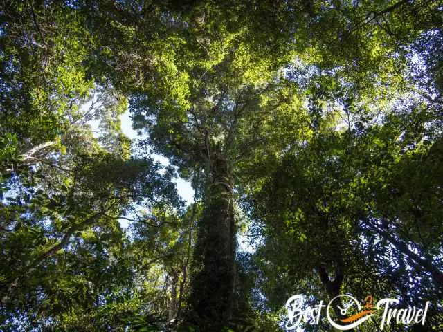 The canopy of some massive trees.