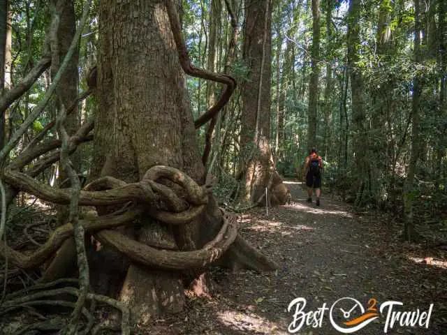 A massive vine and a hiker to compare the size.