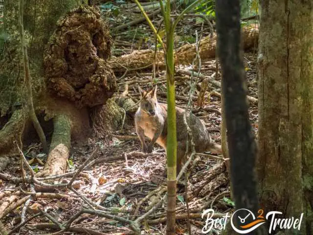 Pademelon in the thick bush.