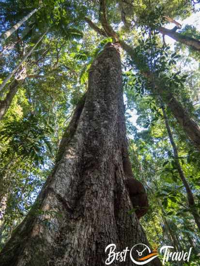 A massive red cedar.