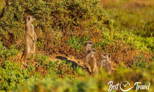 The cute meerkats scanning the area