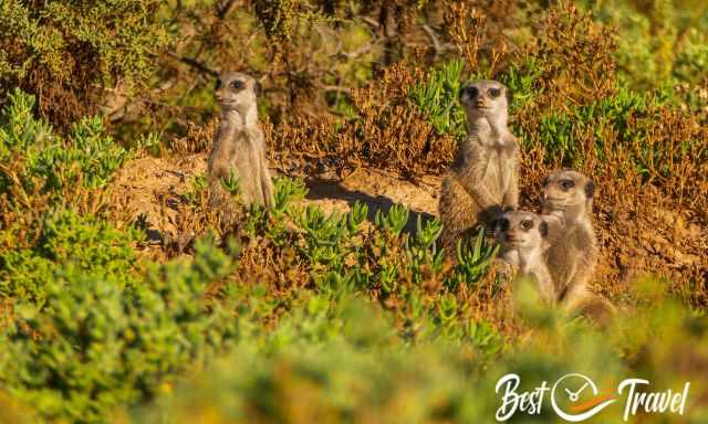 A bigger group of meerkats