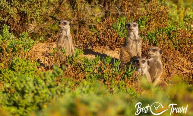 A bigger group of meerkats