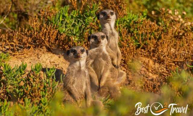 Three Meerkats standing