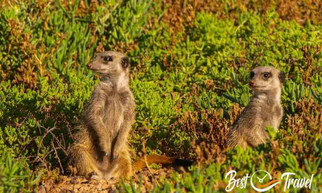 Two meerkats in the thick bush