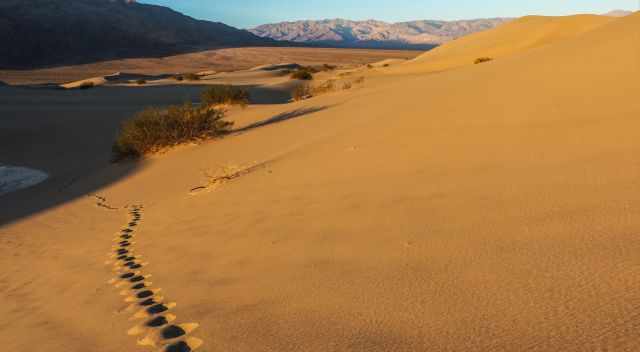 Tracks in the Mesquite Flat Sand Dunes