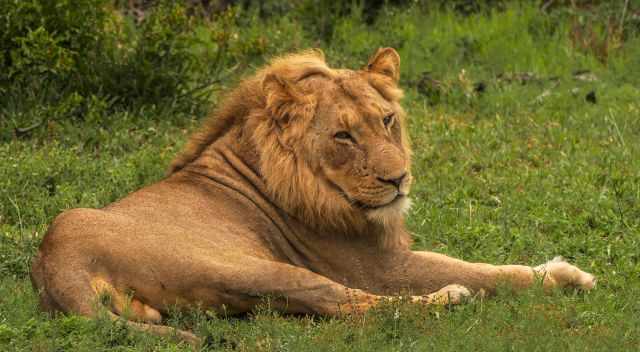 Big lazy lion laying in the grass