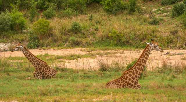 Giraffes laying down in the grass because of the heat in the rainy season 