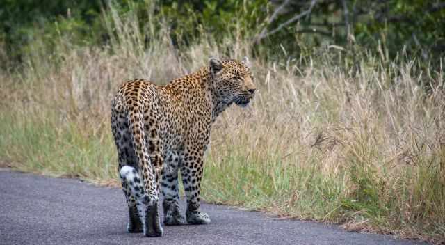 Leopard on the road in Kruger