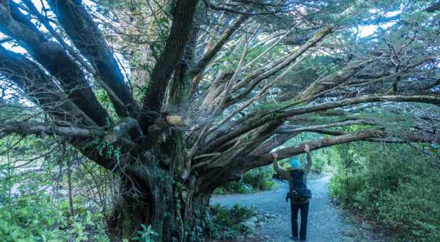 An ancient huge tree at Milford Sound