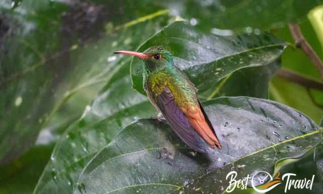 A rufous-tailed hummingbird sitting on a huge leaf