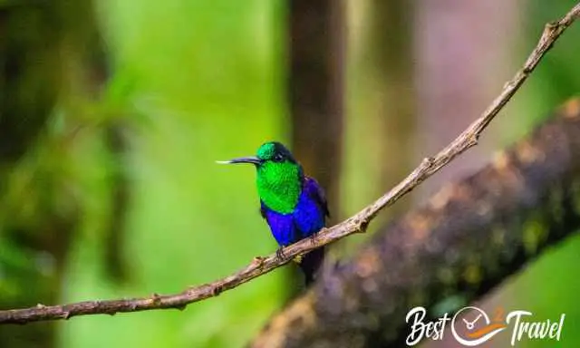Hummingbird in blue and green having the tongue outside in Mindo