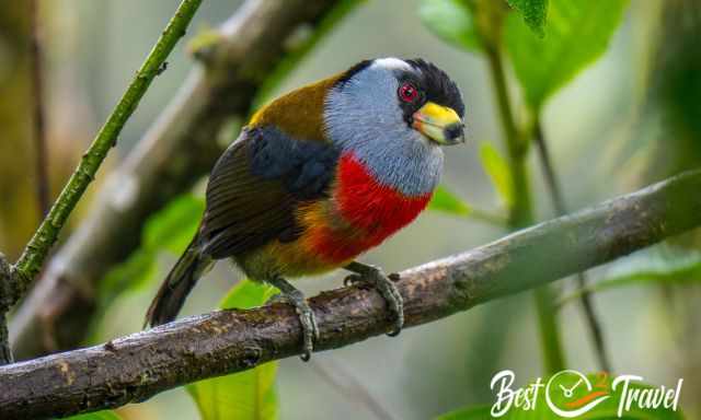 Toucan Barbet sitting on a branch