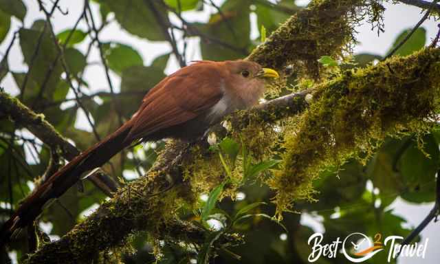 Squirrel-Cuckoo with its long tail in the tree