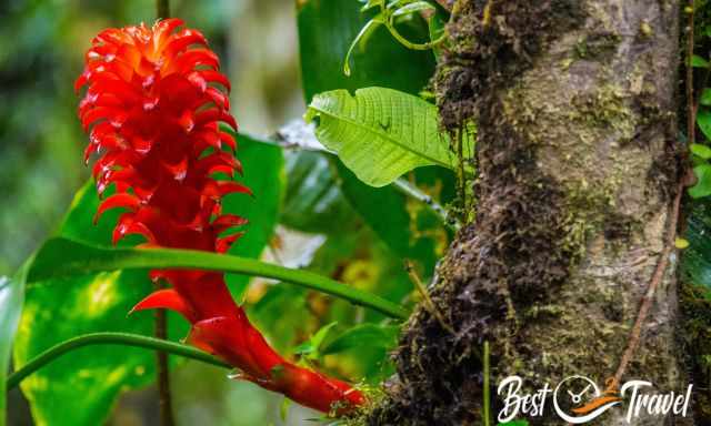 A bromelia at a tree in the rainforest