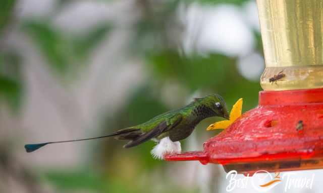 Booted Racket-tail Hummingbird at a feeder station